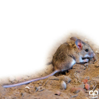 گونه همستر دم دراز زاگرسی Calomyscus bailwardi